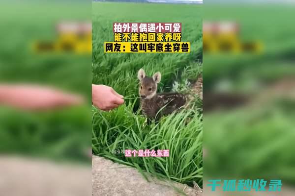 地倒设施与宠物才艺表演：展现宠物特长的舞台 (倒置地形什么意思)