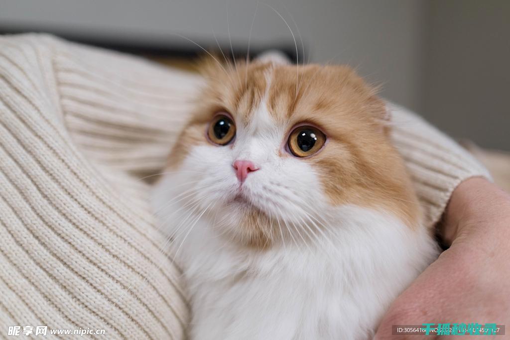 猫咪应激反应：从轻微不适到严重问题的演变过程 (猫咪应激反应的表现)