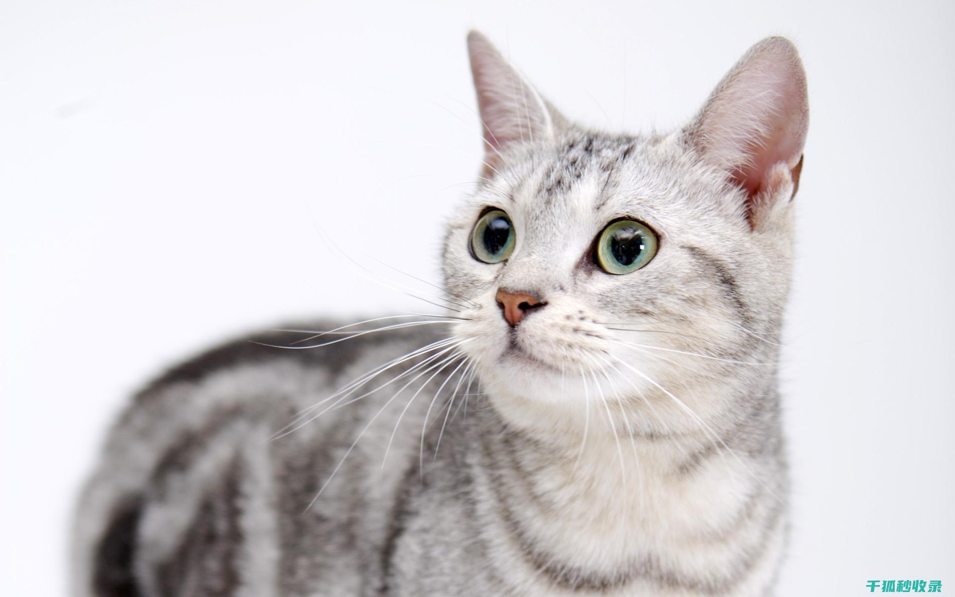 猫咪应激反应：如何通过逐步适应环境减少压力 (猫咪应激反应的表现)