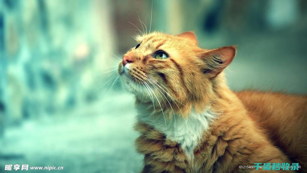 猫咪应激反应：如何通过改变喂食地点缓解不安 (猫咪应激反应怎么缓解)