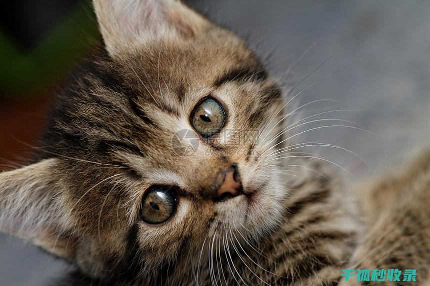 猫咪应激反应：如何通过增加逗猫次数改善心情 (猫咪应激反应的表现)