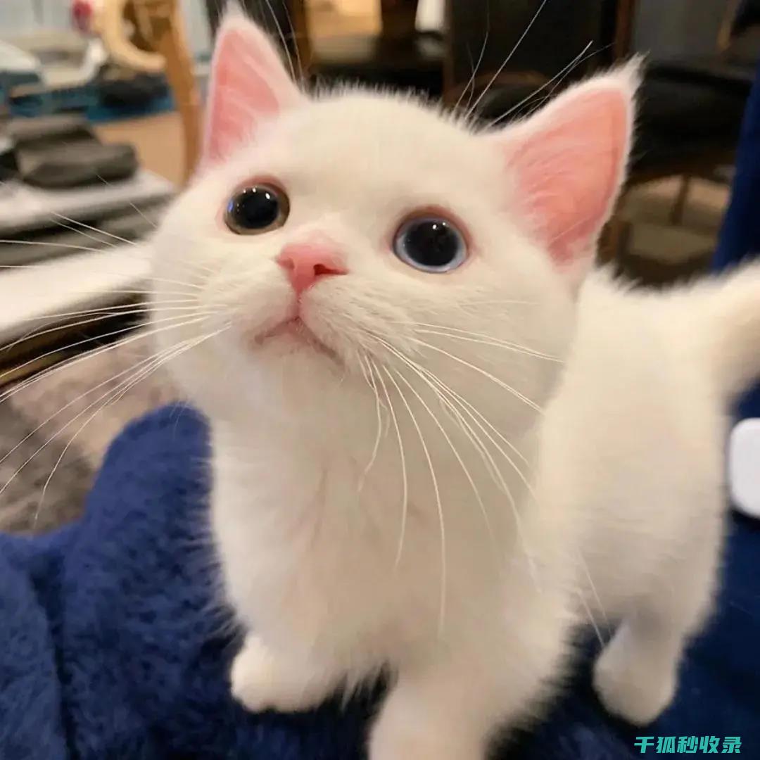 如何通过增加逗猫次数改善心情<