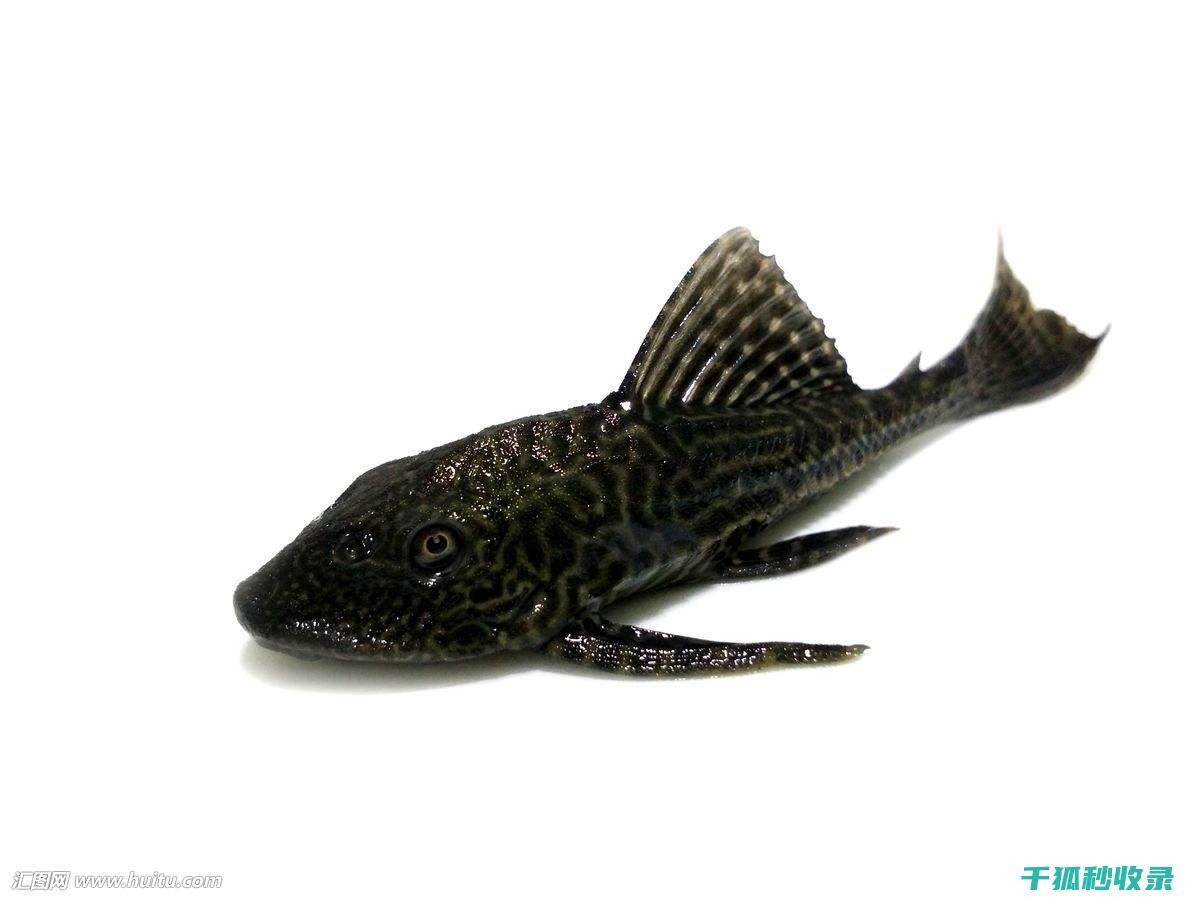 水族箱清洁技术要求
