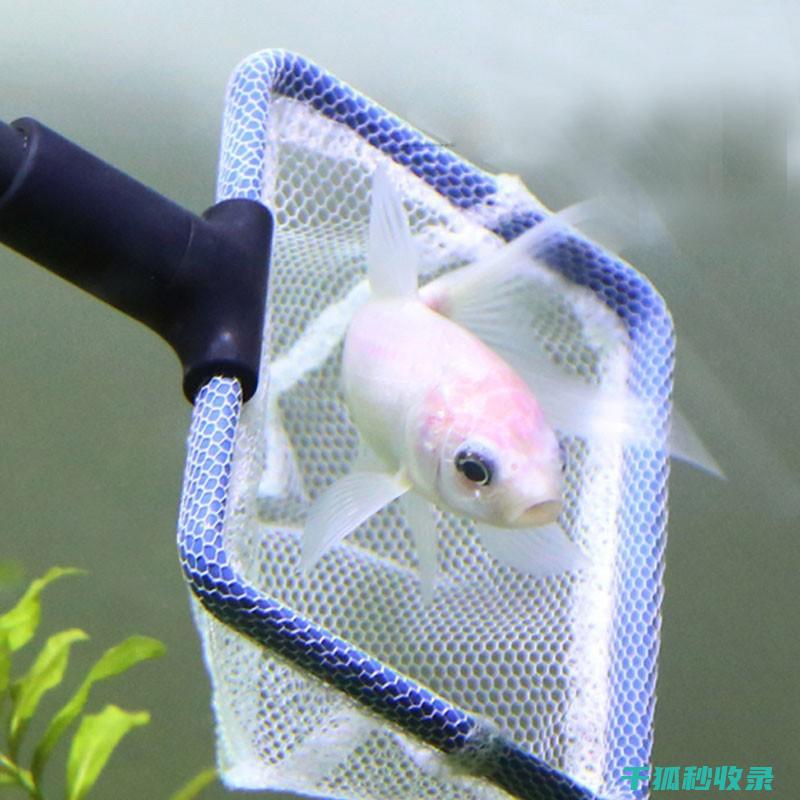 水族箱清洁技巧：使用紫外线杀菌灯的注意事项 (水族箱清洁技术规范)