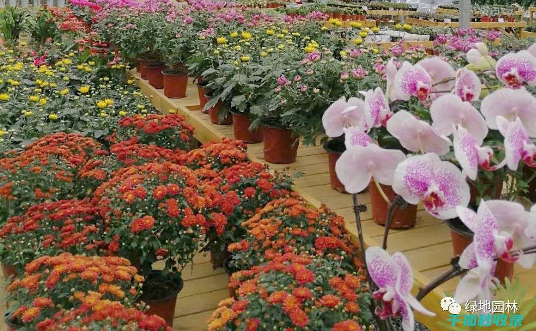 冬季花卉施肥时机与肥料的运输条件 (冬季花卉施肥吗)