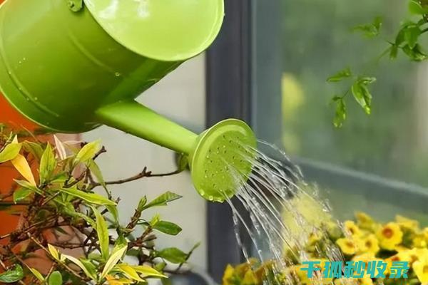 花卉施肥时机与不同肥料的特性比较 (花卉施肥时机要求)