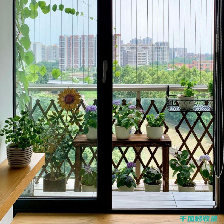 阳台种菜指南：打造属于自己的绿色家园 (阳台种菜指南怎么写)