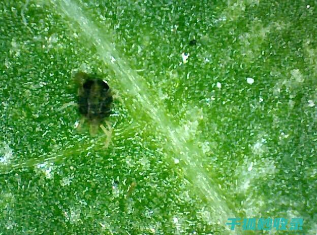 植物病虫害防治：如何通过嫁接提高植物抗性 (植物病虫害防治考试题及答案)