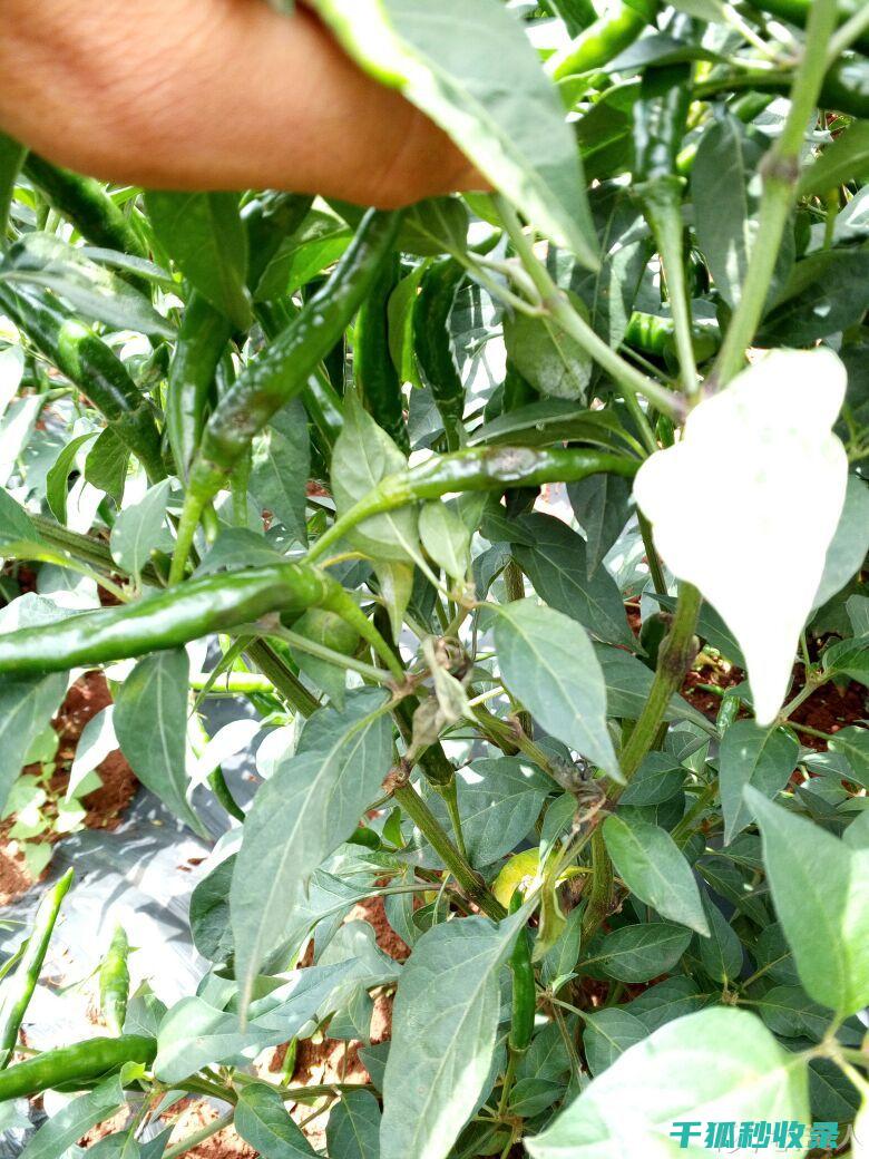 植物病虫害防治：如何通过合理的田间管理减少病虫害压力 (植物病虫害防治考试题及答案)