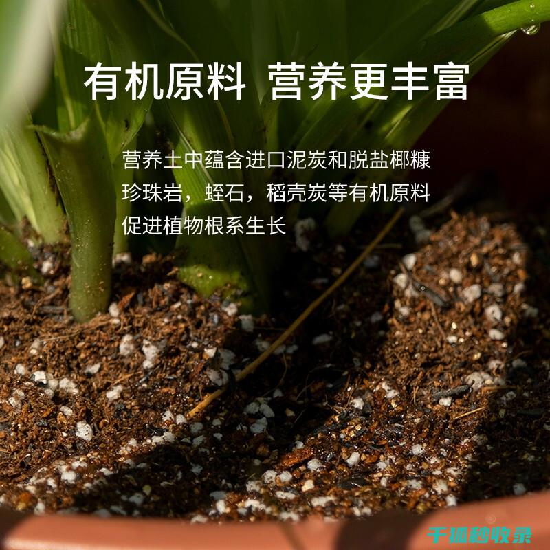 盆栽土壤配比：让植物远离病虫害的秘密武器 (盆栽土壤配比方法)