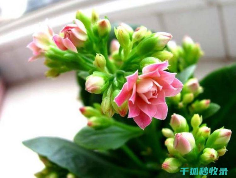 延长鲜花寿命的四种方法：你必须试试 (延长鲜花寿命的7种方法是什么)