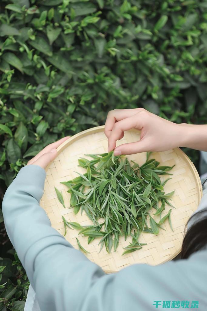 茶叶渣的多元应用：肥料、饲料和生物炭的创新结合 (茶叶渣的成分)
