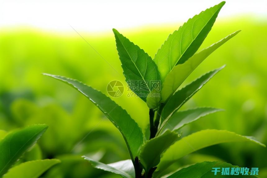 茶叶渣的多功能开发：肥料、饲料和生物炭的新选择 (茶叶渣用途)