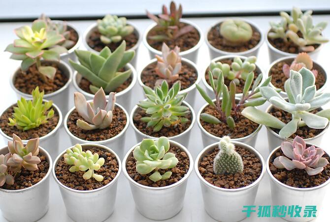 多肉植物养护全攻略：从土壤选择到浇水技巧 (多肉植物养护技巧)
