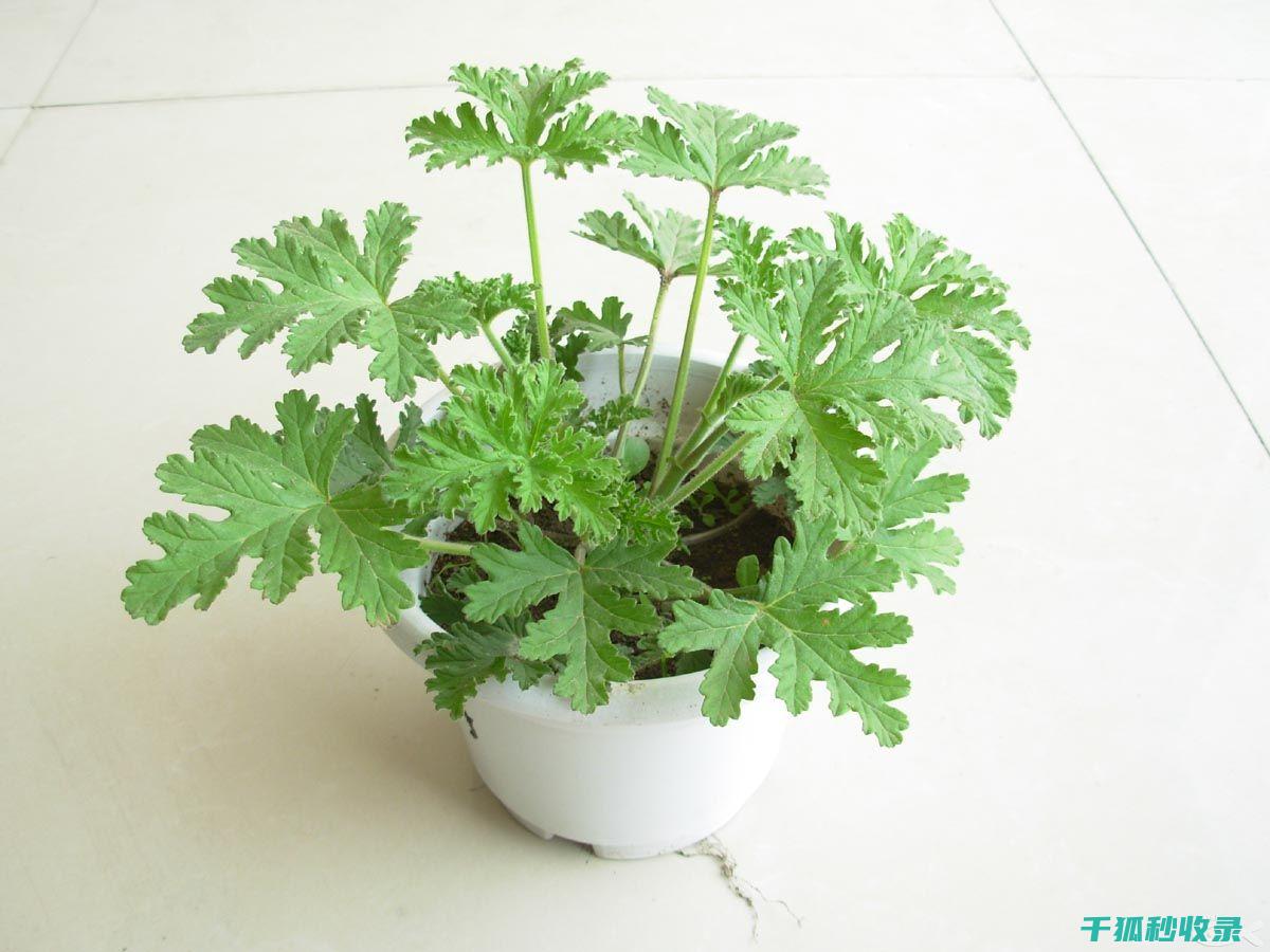 驱蚊植物的选择与种植：为您的家增添健康保障 (驱蚊植物的选用方法)