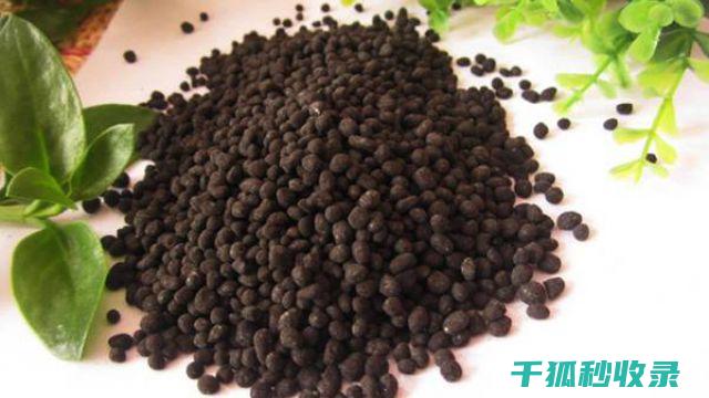 DIY花肥：用简单的材料培育美丽的花卉 (自做花肥)