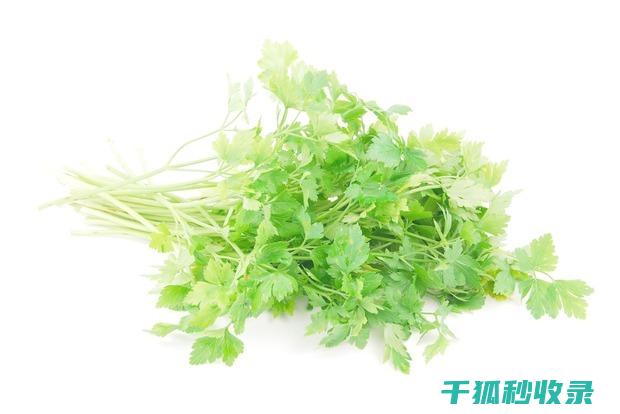 香菜保存有妙招？这个方法绝对值得一试！ (香菜如果保存)