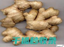 生姜保鲜全知道：正确保存方法全揭秘 (生姜 保鲜)