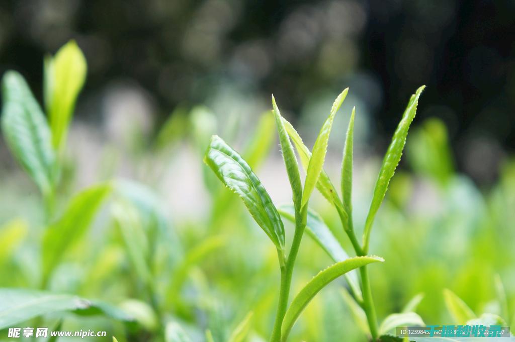 茶叶保存全知道：如何让茶叶保持最佳状态 (茶叶保存方法有哪些?)