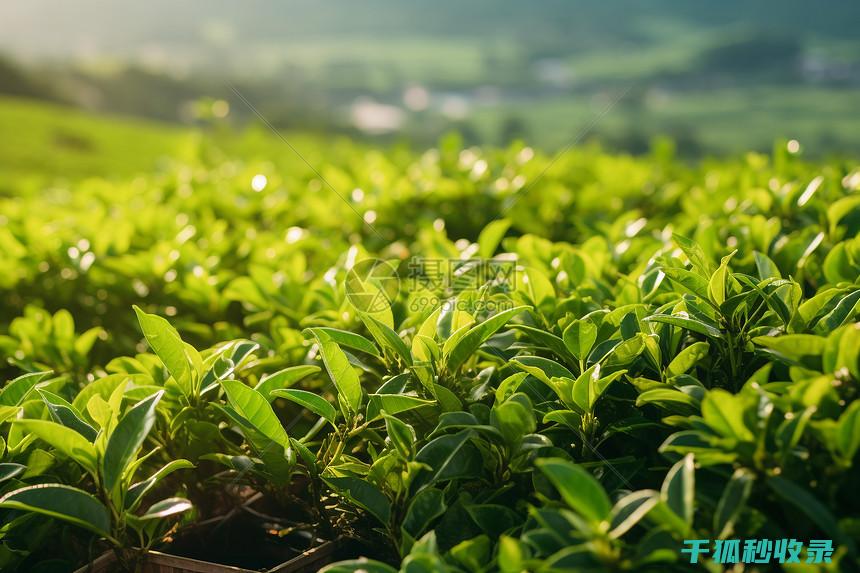 茶叶保存全攻略：延长茶叶寿命的小技巧 (茶叶的保存)