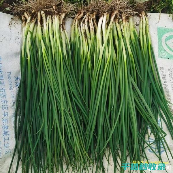 葱保存指南：让你的葱保持新鲜更久的秘密 (葱保存方法)