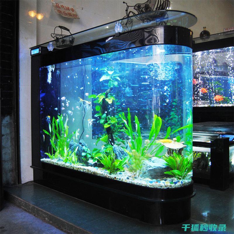 鱼缸清洁工具推荐：多功能清洁工具 (鱼缸清洁工具鱼)
